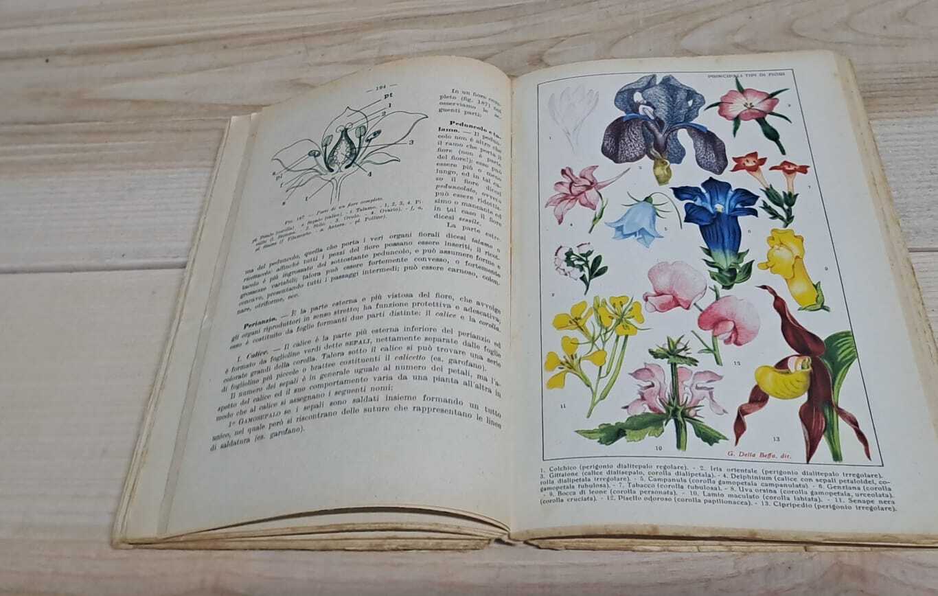 Scienze naturali. Zoologia e botanica. - immagine 3