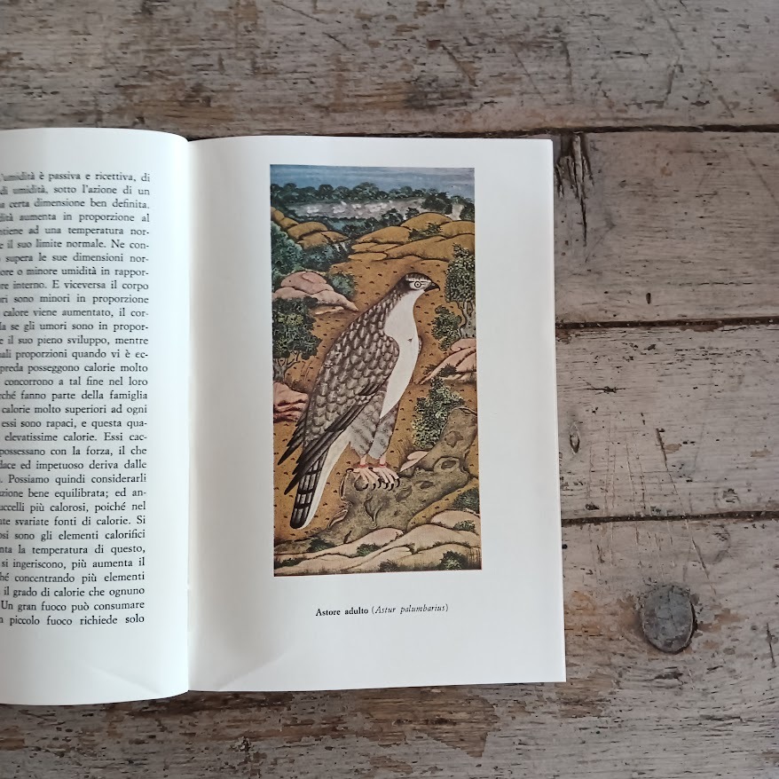 Arte della falconeria - immagine 4