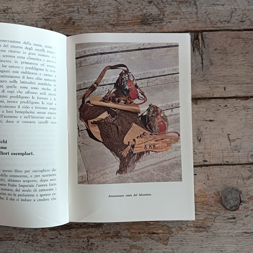 Arte della falconeria - immagine 5