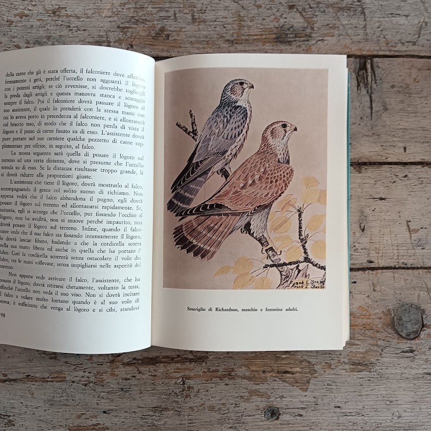Arte della falconeria - immagine 6