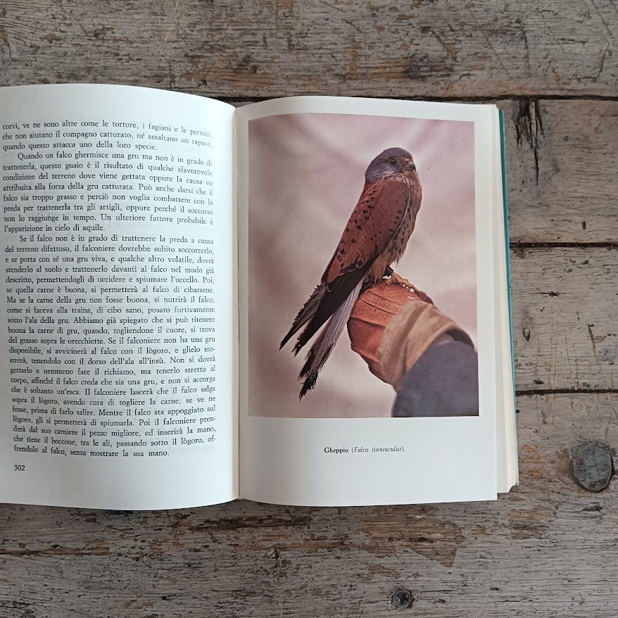 Arte della falconeria - immagine 7