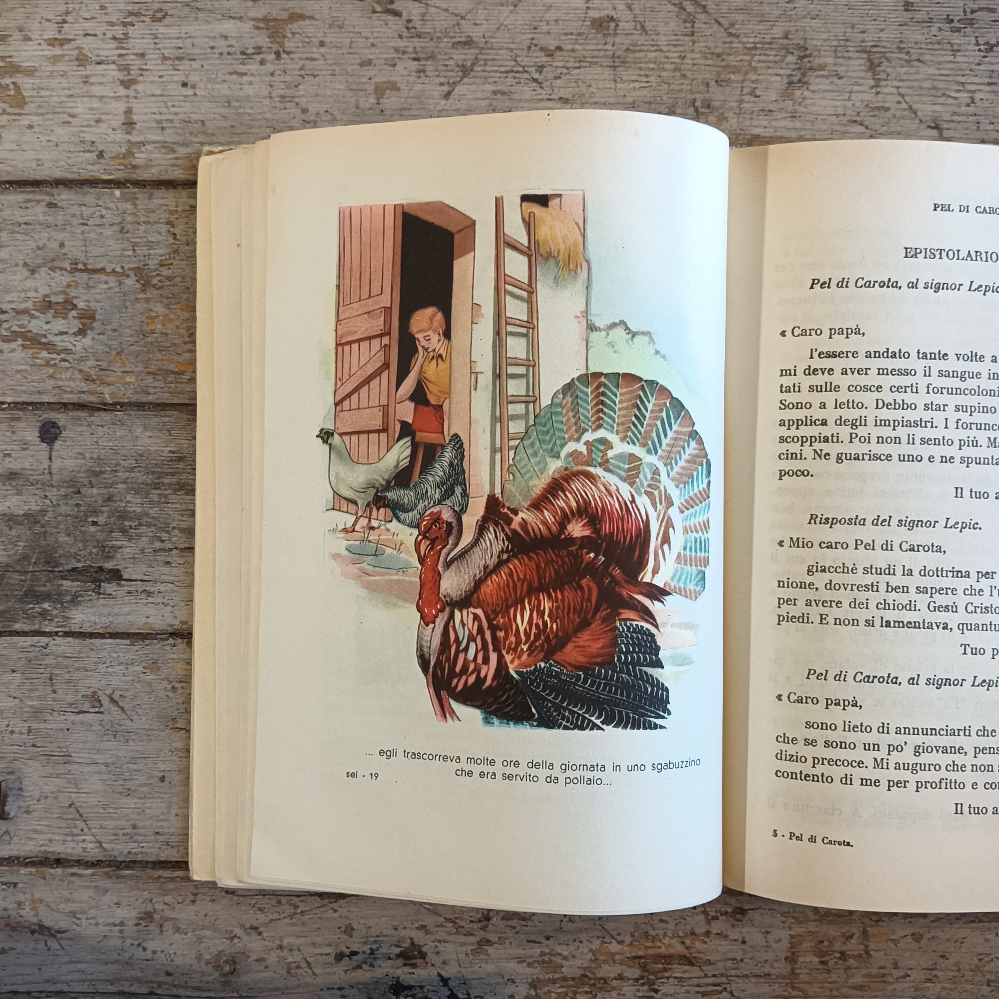 Pel di Carota - immagine 3