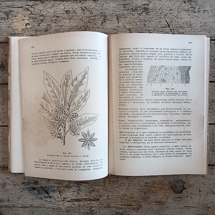 Lezioni di botanica farmaceutica - parte speciale - immagine 4