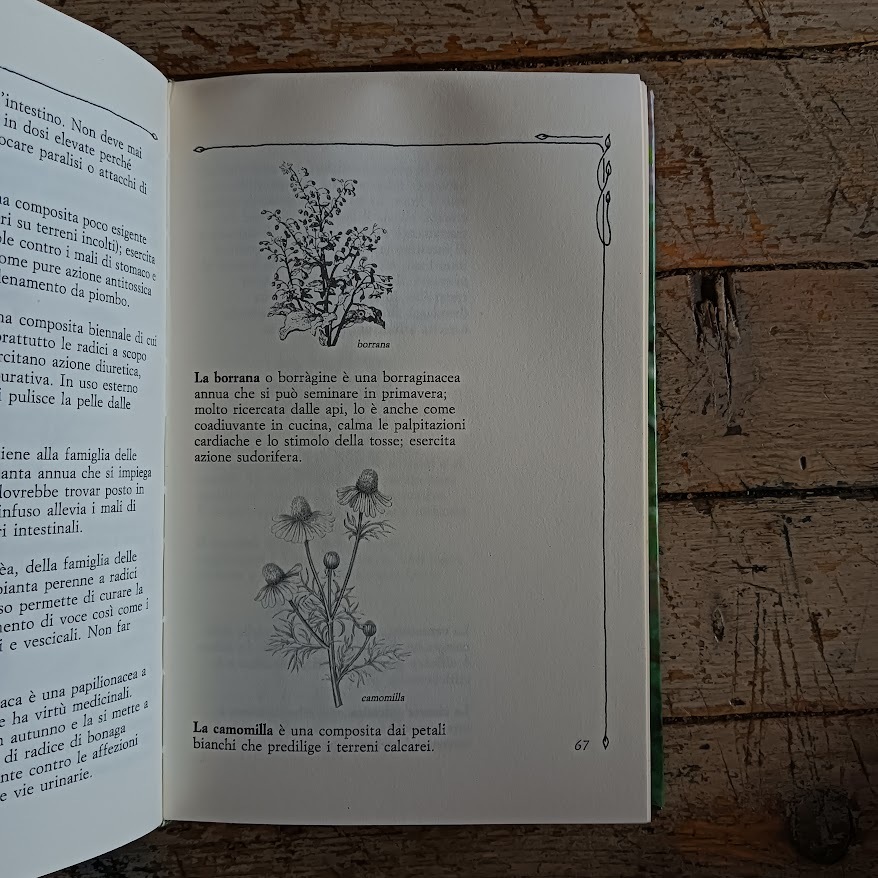 Guarire con le erbe - immagine 5