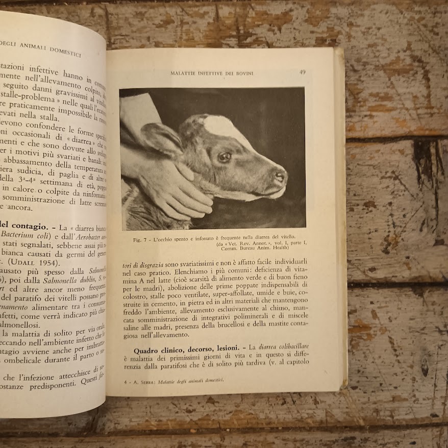 Malattie infettive e parassitarie del bestiame - immagine 3