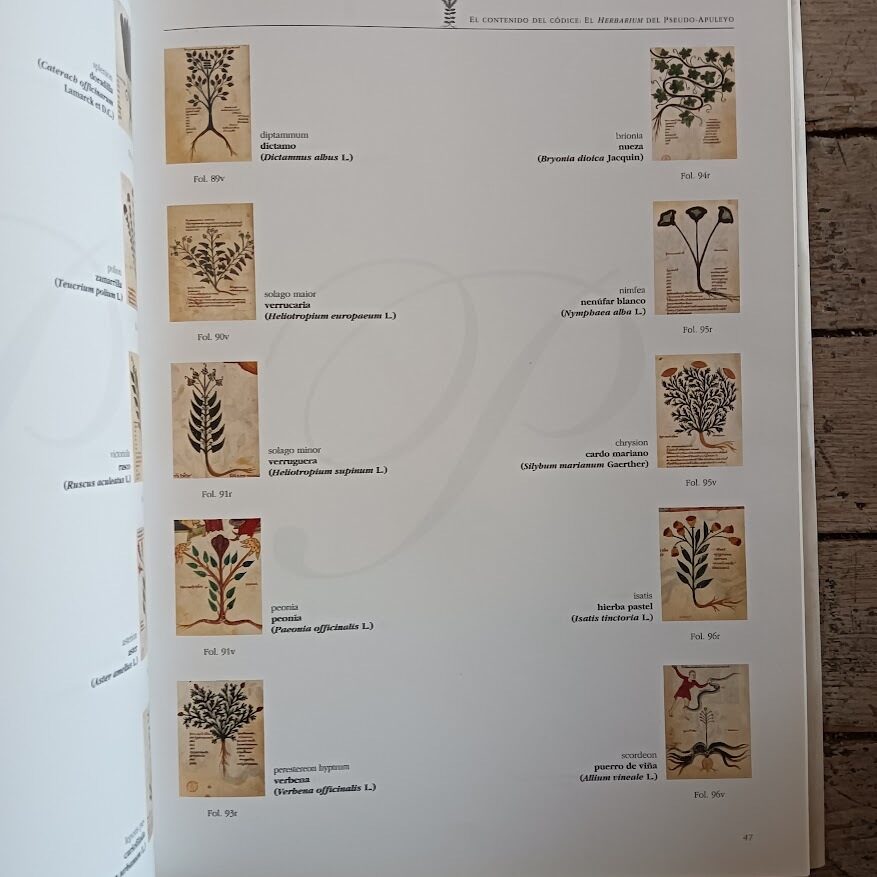 El Còdice sobre Medicamentos de Federico II - immagine 5