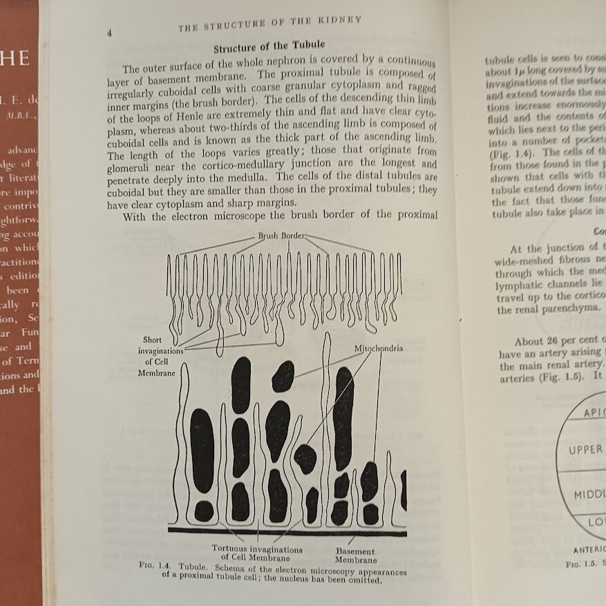 THE KIDNEY, an Outline of Normal and Abnormal Structure and Function - immagine 6