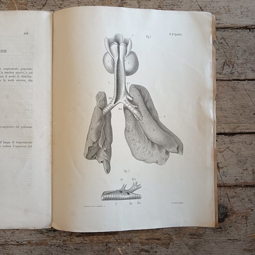 Su di una trachea umana con tre bronchi - immagine 4