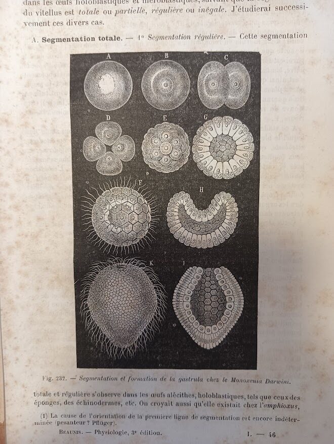 Physiologie Humaine (Vol. 1) - immagine 8
