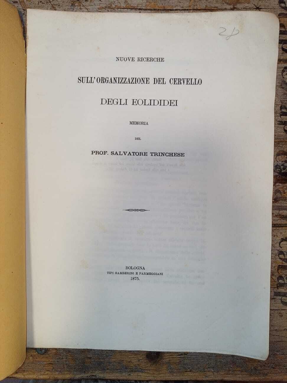 Nuove ricerche sull'organizzazione del cervello degli eolidei - immagine 2