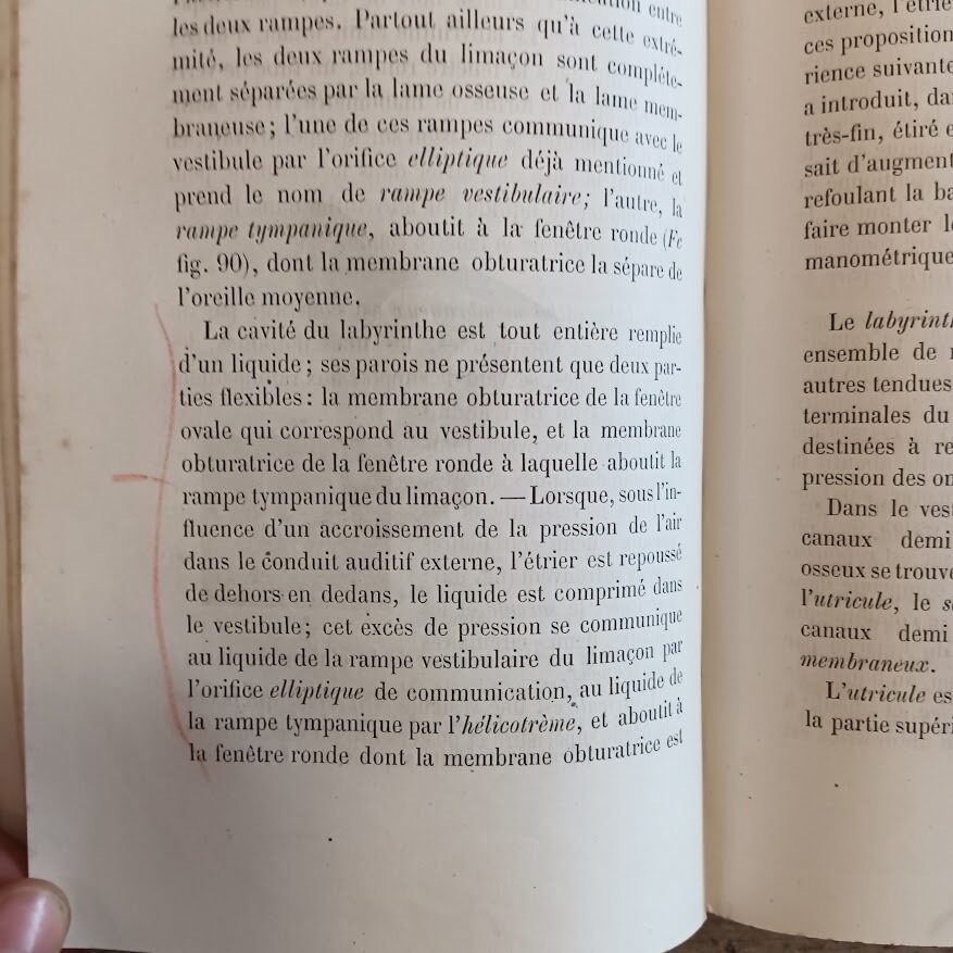 Phénomènes physique de la phonation et de l'audition - immagine 7
