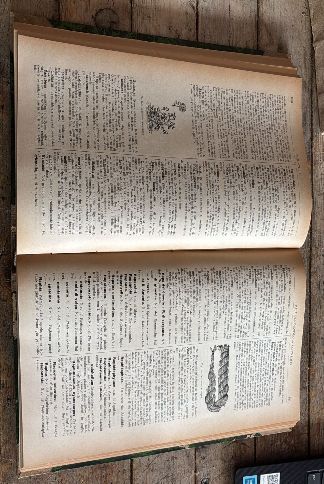 Dizionario generale di floricultura, vol. 2 - immagine 3