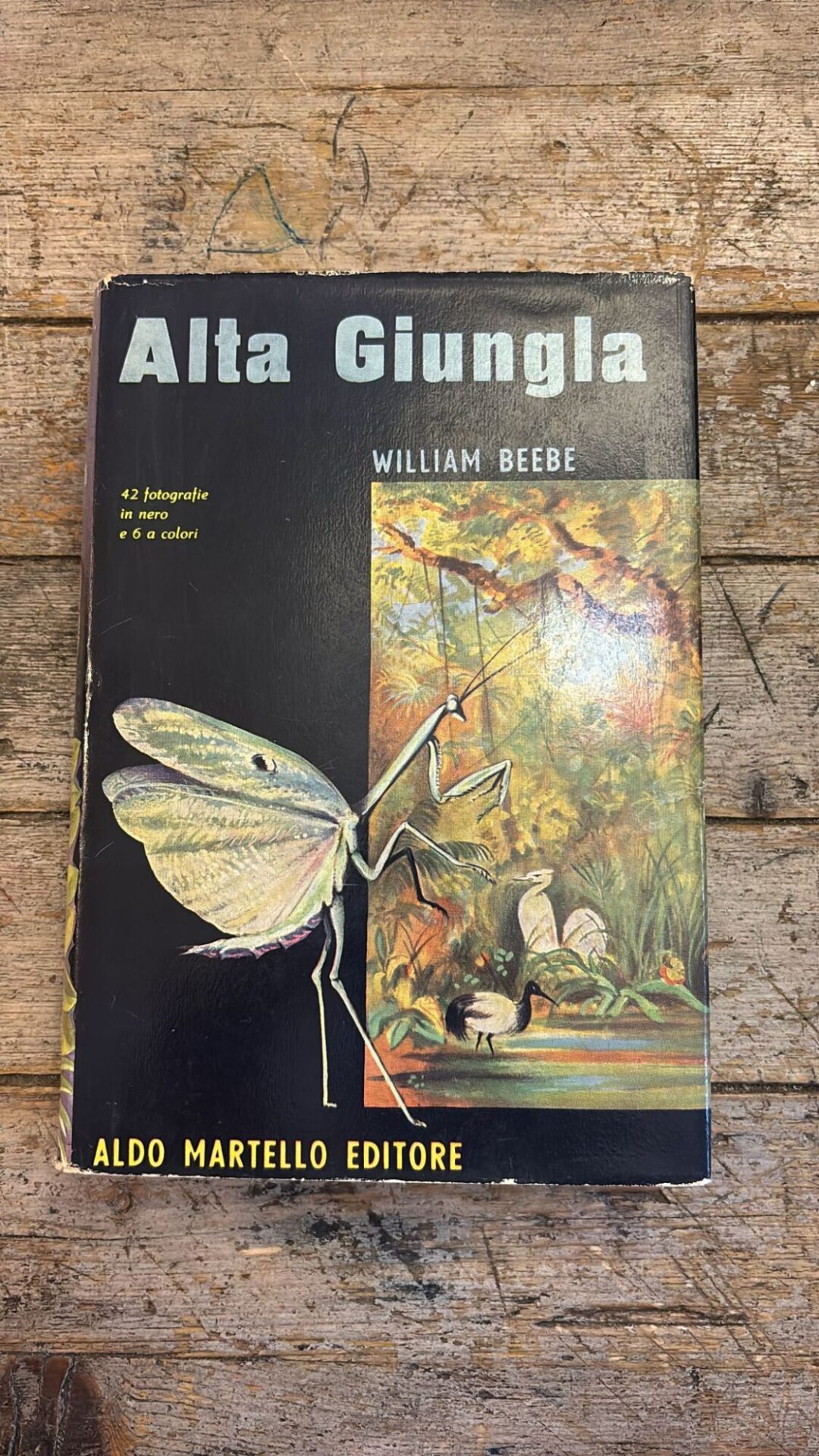 Alta giungla