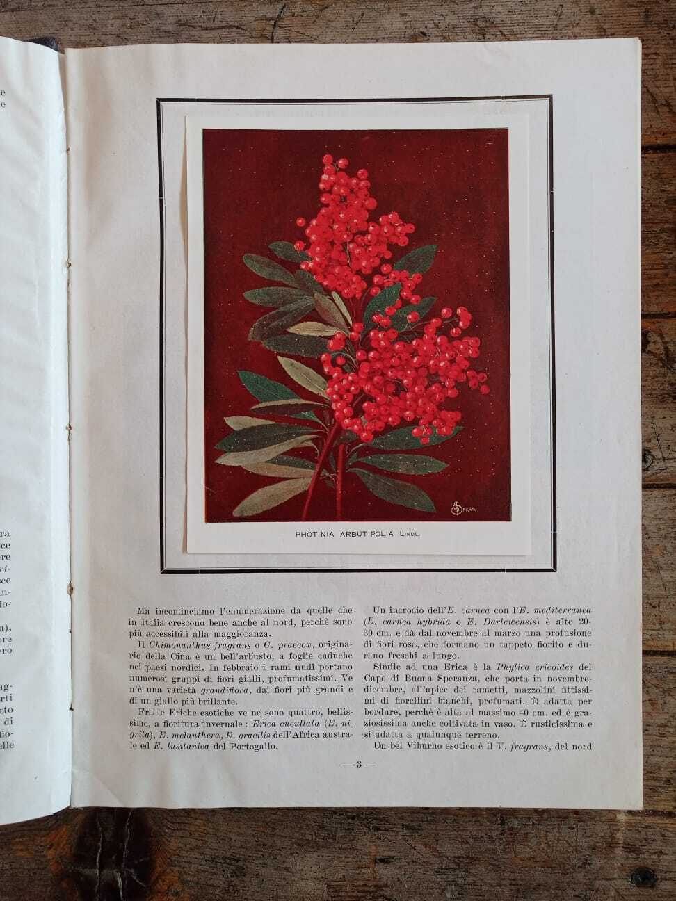 Il Giardino Fiorini (1932-34) - immagine 5