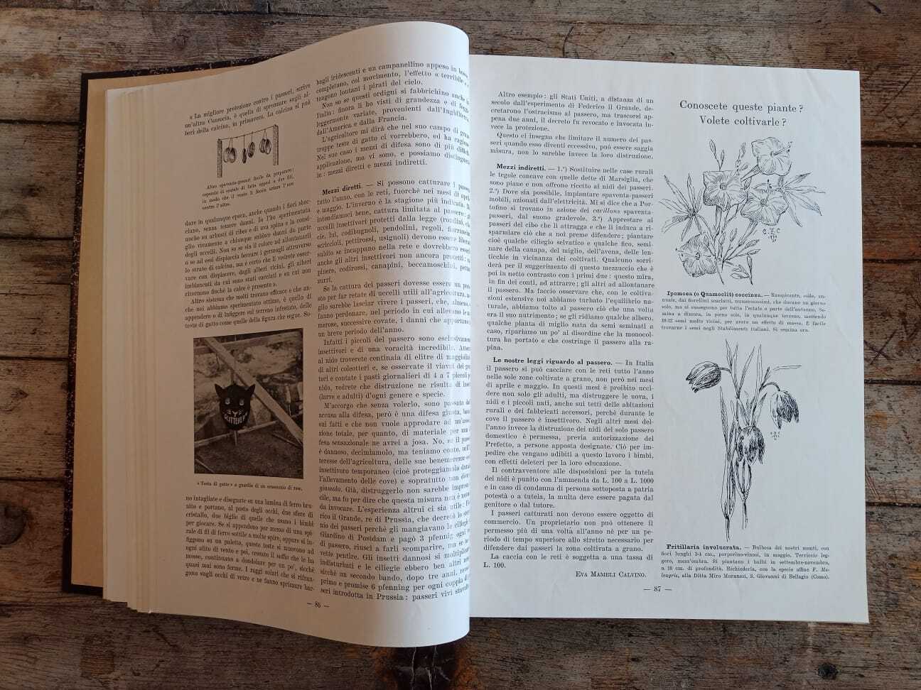 Il Giardino Fiorini (1935-38) - immagine 5