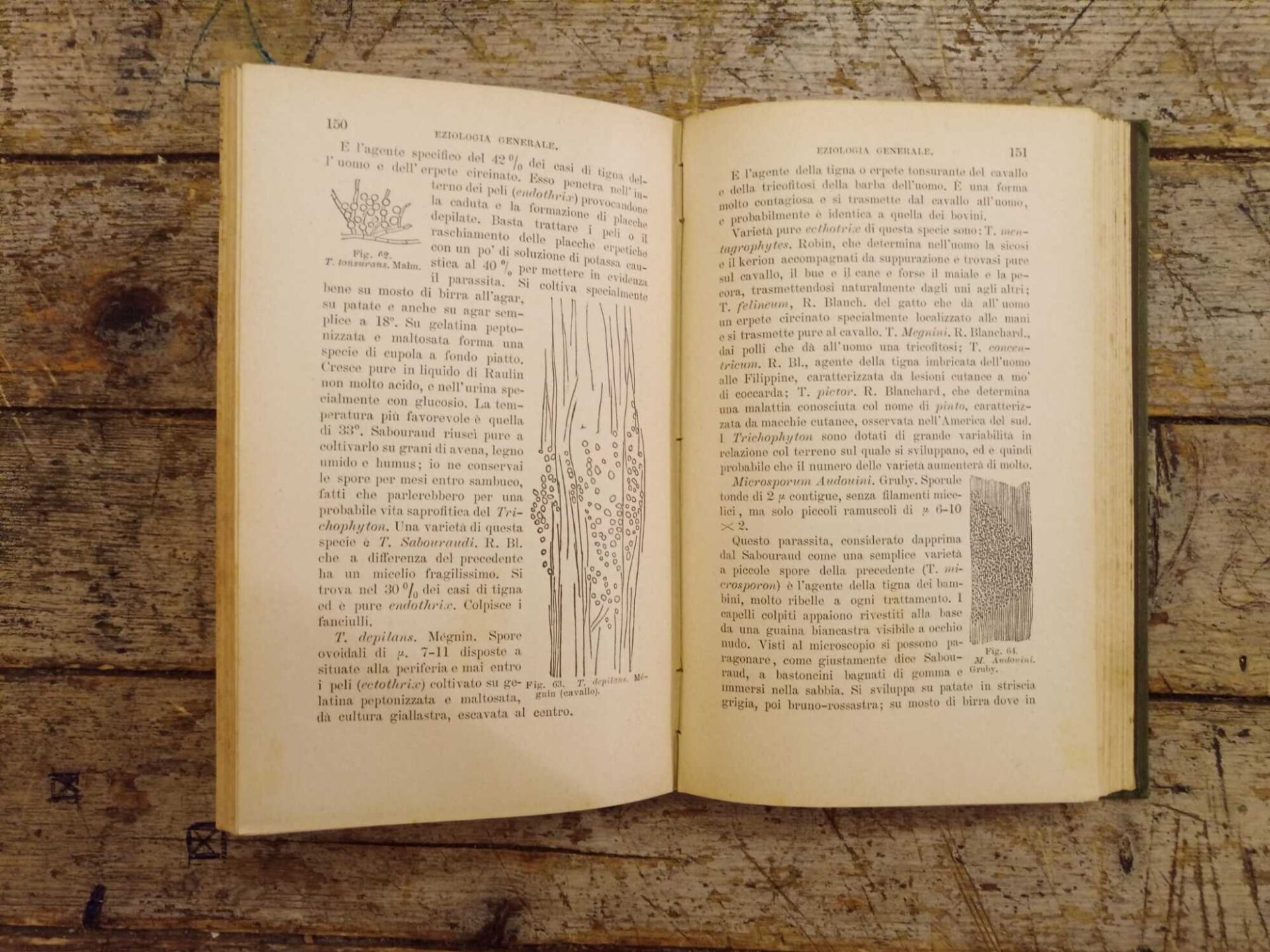 Patologia generale comparata e sperimentale - immagine 3