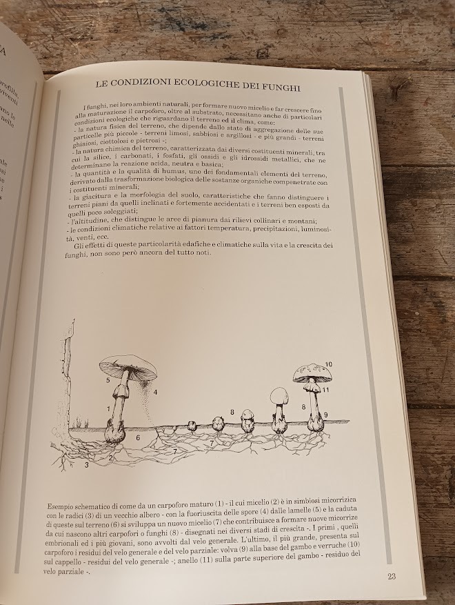 Funghi e tartufi del maceratese : guida pratica e naturalistica - immagine 3