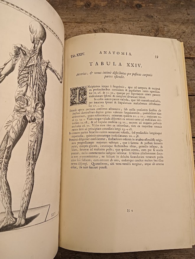 Tabulae Anatomicae clarissimi viri Bartholoma - immagine 3