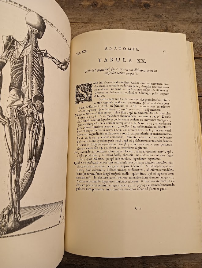 Tabulae Anatomicae clarissimi viri Bartholoma - immagine 4